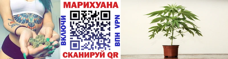 Каннабис сатива  Энем 